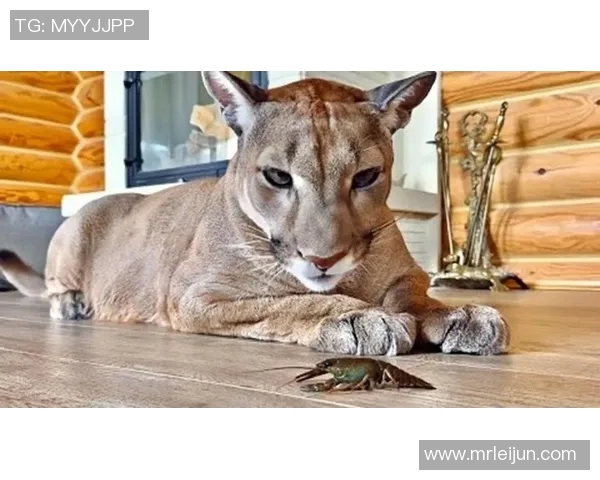 美洲狮与墨西哥美洲的生态对抗与生存智慧探讨